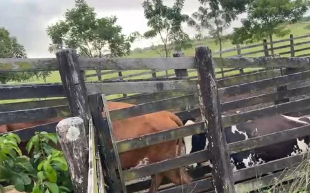 Polícia Civil prende suspeito de furtos de gado em Ribeirópolis e Nossa Senhora Aparecida