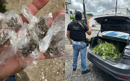 Suspeito é flagrado com 50 pés de maconha no quintal da própria casa em Macambira