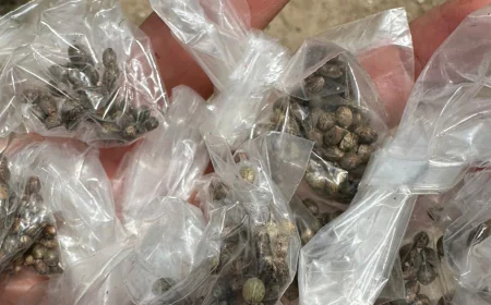 POLÍCIA CIVIL FLAGRA HOMEM COM GRANDE PLANTAÇÃO DE MACONHA EM MACAMBIRA.