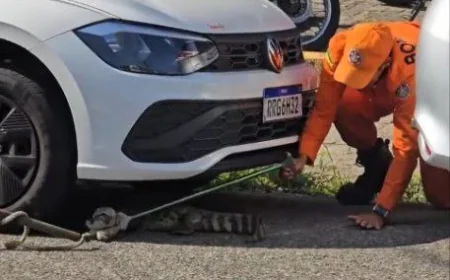 CORPO DE BOMBEIROS CAPTURA JACARÉ NO BAIRRO SÃO JOSÉ.
