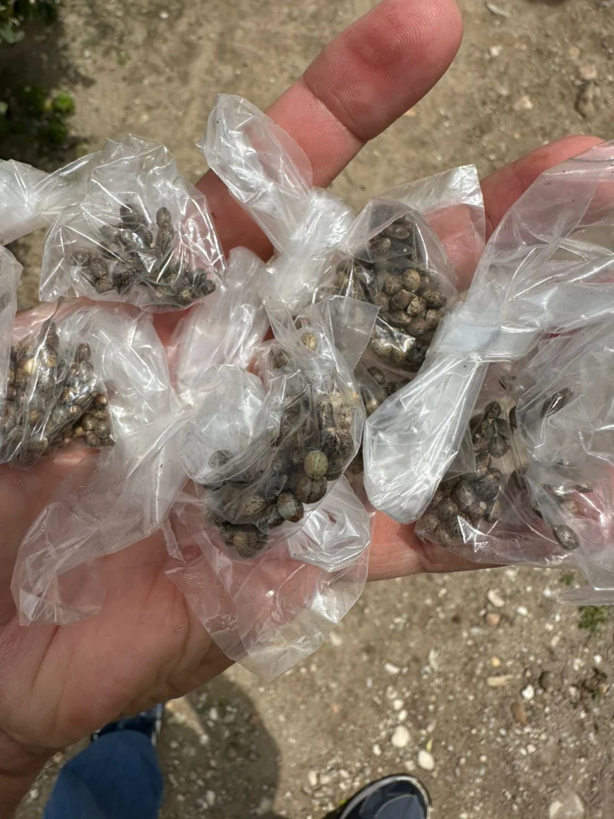 Polícia Civil flagra homem com grande plantação de maconha em Macambira