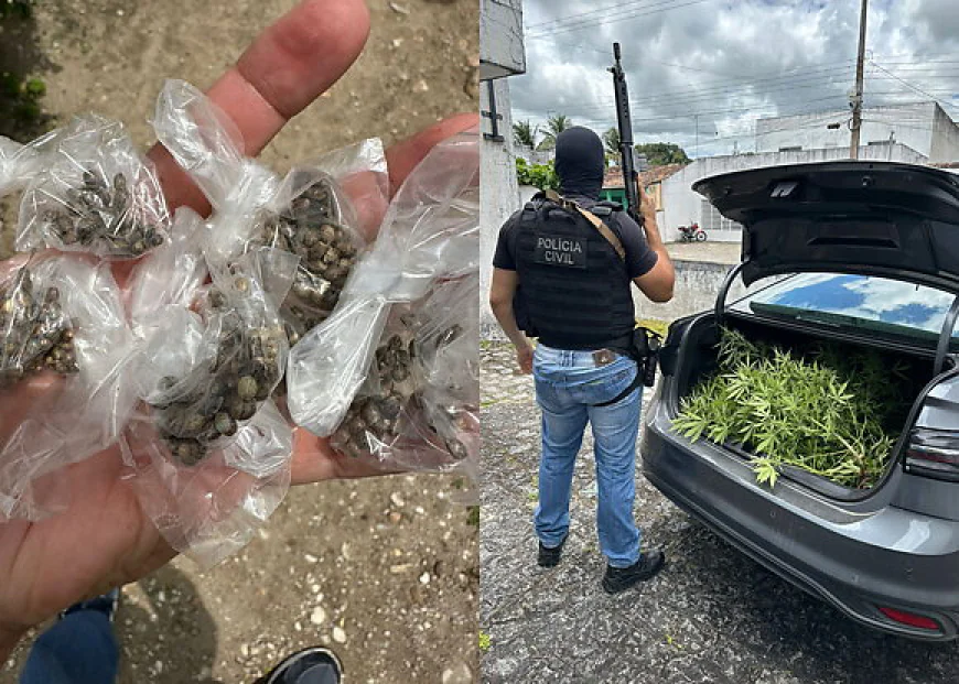 Suspeito é flagrado com 50 pés de maconha no quintal da própria casa em Macambira