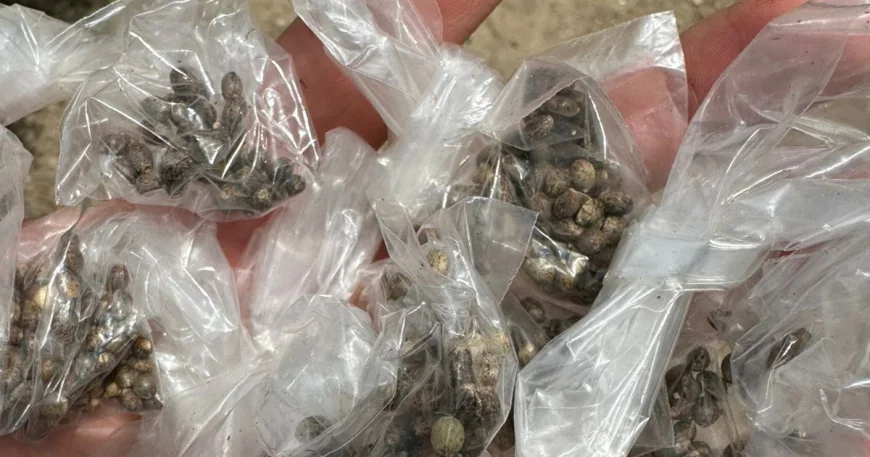 POLÍCIA CIVIL FLAGRA HOMEM COM GRANDE PLANTAÇÃO DE MACONHA EM MACAMBIRA.
